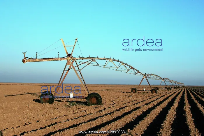 : Irrigation - cotton field : Irrigation - cotton field