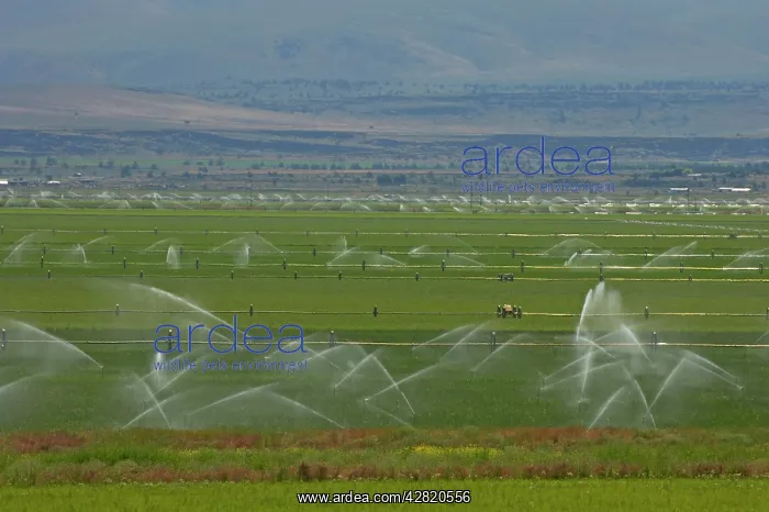 : Irrigation of fertile valley : Irrigation of fertile valley