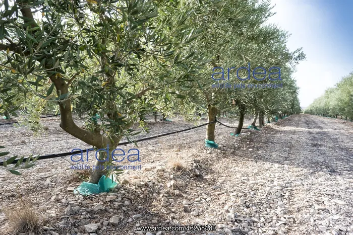 : Irrigation hoses in an olive grove, Provence, France : Irrigation hoses in an olive grove, Provence, France
