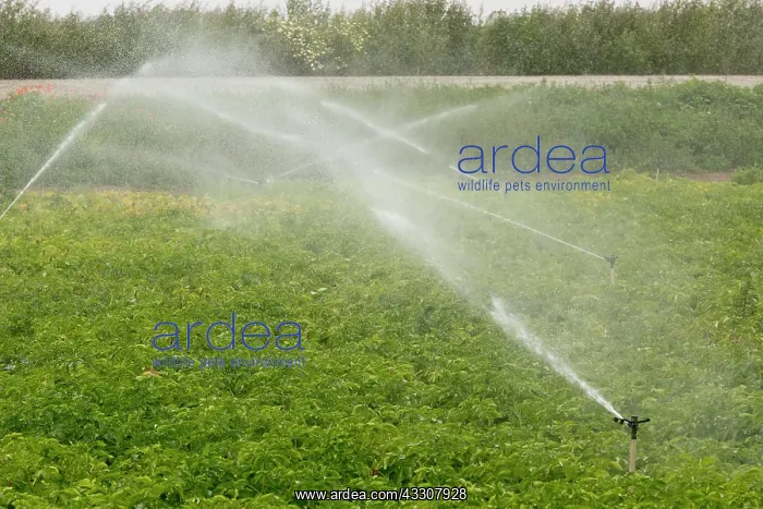  : Irrigation of potato crop on land adjacent to Coto