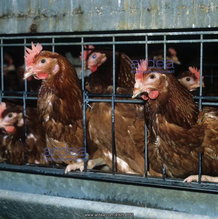 : Isa brown chickens : Isa brown chickens