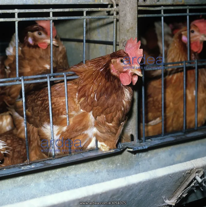 : Isa brown hens : Isa brown hens