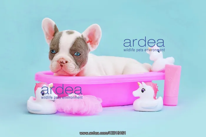 : Isabella pied French Bulldog dog puppy in pink bathtub : Isabella pied French Bulldog dog puppy in pink bathtub