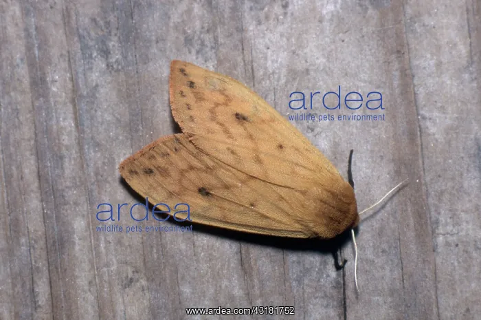 : Isabella Tiger Moth : Isabella Tiger Moth