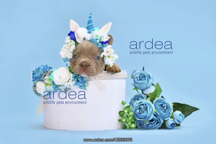 : Isabelle French Bulldog dog puppy with unicorn headband : Isabelle French Bulldog dog puppy with unicorn headband