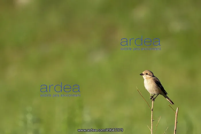 : Isabelline Shrike : Isabelline Shrike