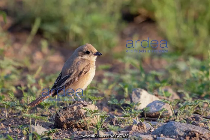 : Isabelline Shrike : Isabelline Shrike