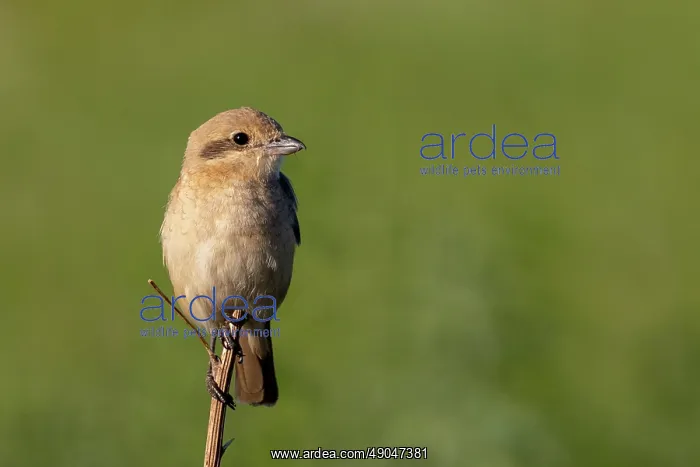 : Isabelline Shrike : Isabelline Shrike
