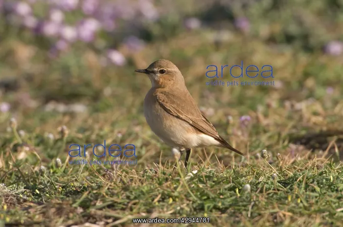: Isabelline Wheatear : Isabelline Wheatear