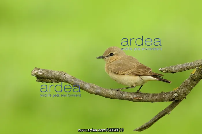 : Isabelline Wheatear : Isabelline Wheatear