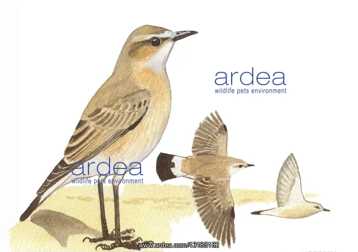 : Isabelline Wheatear : Isabelline Wheatear