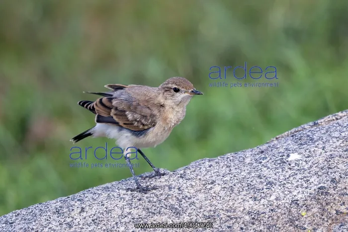: Isabelline wheatear : Isabelline wheatear