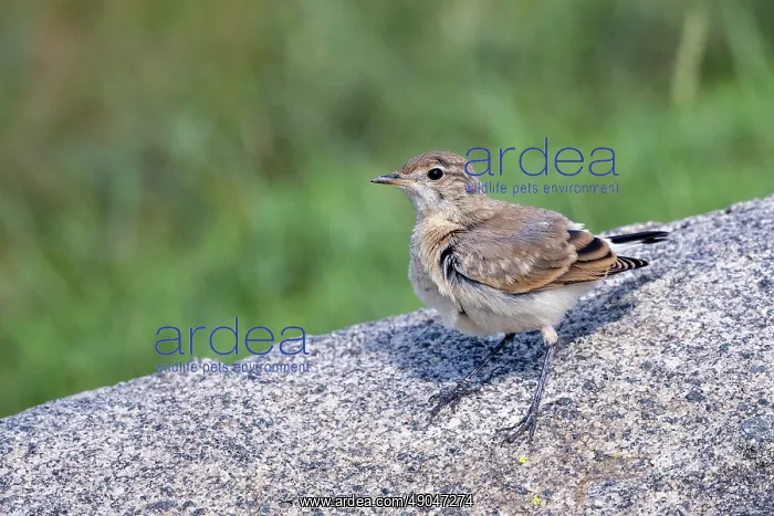 : Isabelline wheatear : Isabelline wheatear