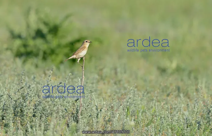 : Isabelline Wheatear (Oenanthe isabellina), Danube : Isabelline Wheatear (Oenanthe isabellina), Danube