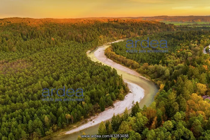 : Isar in the evening light, nature reserve Isarauen : Isar in the evening light, nature reserve Isarauen