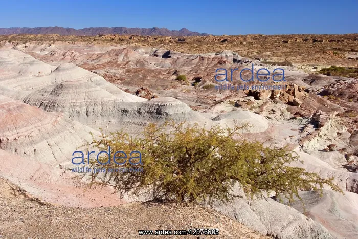 : Ischigualasto Badlands - prehistoric geological : Ischigualasto Badlands - prehistoric geological