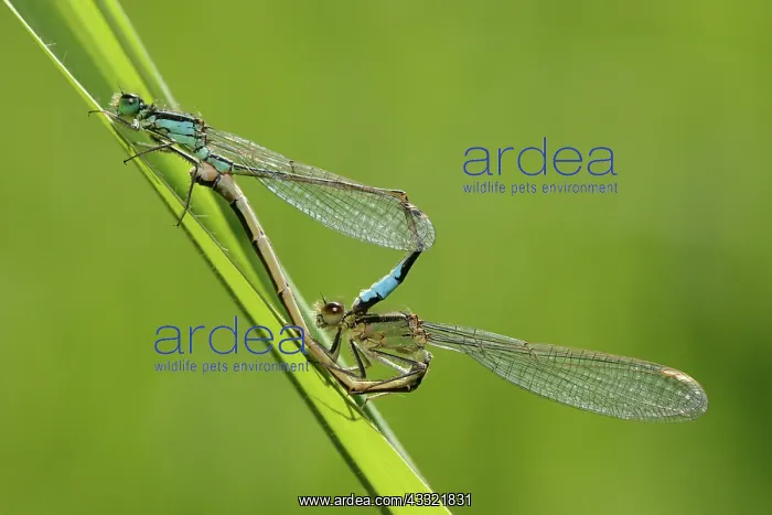 : Ischnura elegans : Ischnura elegans