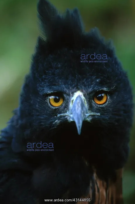 : Isidori's Eagle : Isidori's Eagle