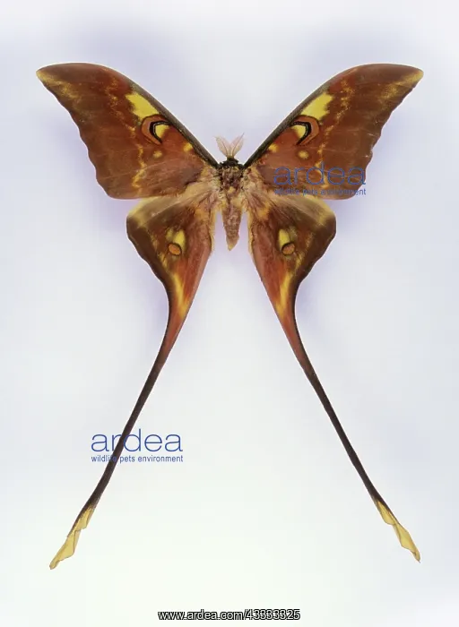 : Isis Luna Moth : Isis Luna Moth