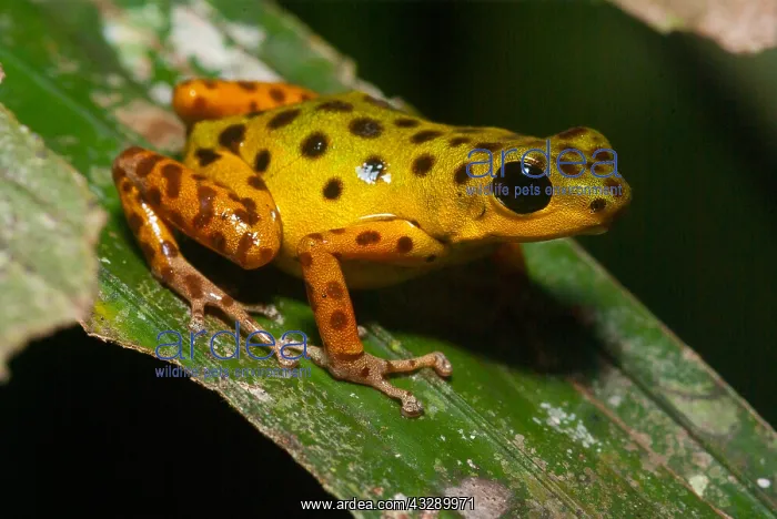 : Isla Colon morph Strawberry Poison Frog (Oophag : Isla Colon morph Strawberry Poison Frog (Oophag