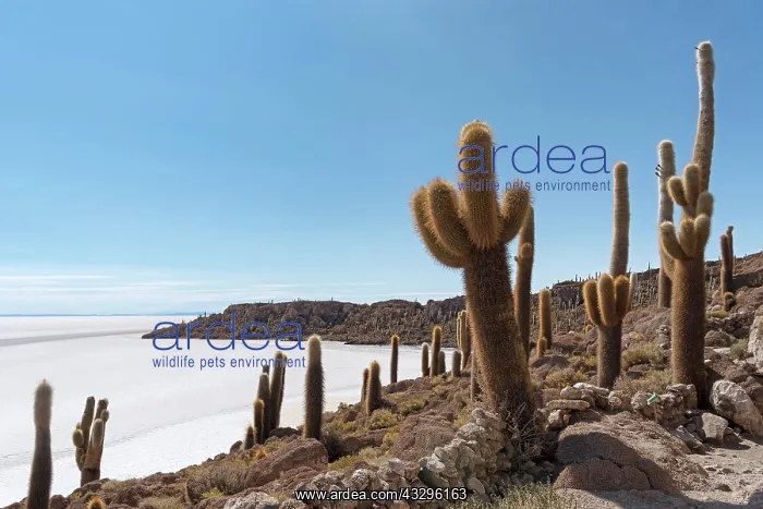 : Isla Incahuasi with centuries-old cacti (Echinopsis : Isla Incahuasi with centuries-old cacti (Echinopsis