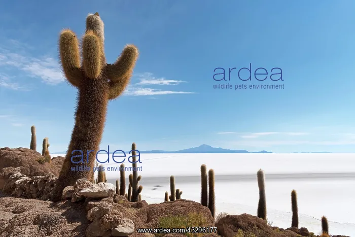 : Isla Incahuasi with centuries-old cacti (Echinopsis : Isla Incahuasi with centuries-old cacti (Echinopsis