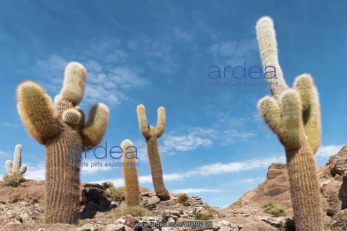 : Isla Incahuasi with centuries-old cacti (Echinopsis : Isla Incahuasi with centuries-old cacti (Echinopsis