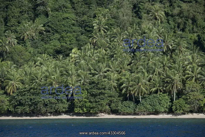 : Island - with beach with white sand and thick vegetation : Island - with beach with white sand and thick vegetation