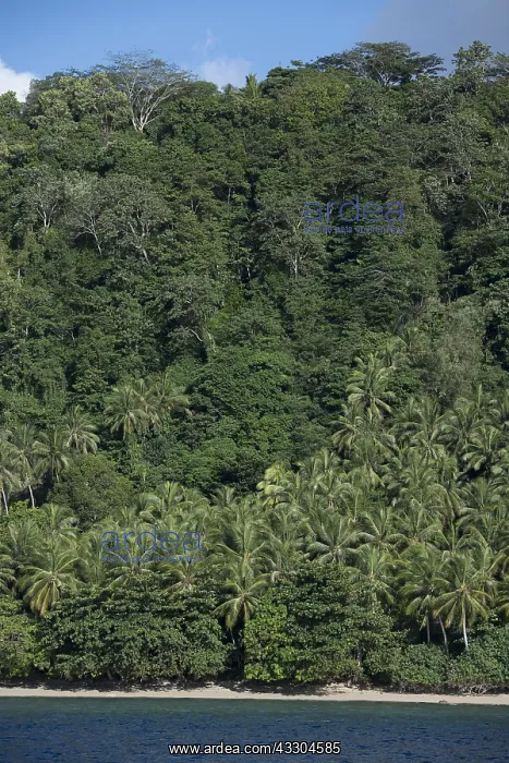 : Island - with beach with white sand and thick vegetation : Island - with beach with white sand and thick vegetation