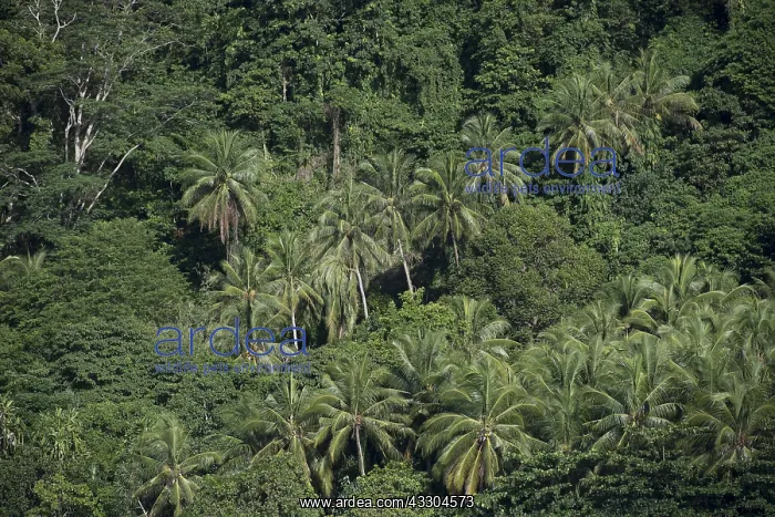 : Island - coconut trees and thick vegetation - Raja : Island - coconut trees and thick vegetation - Raja