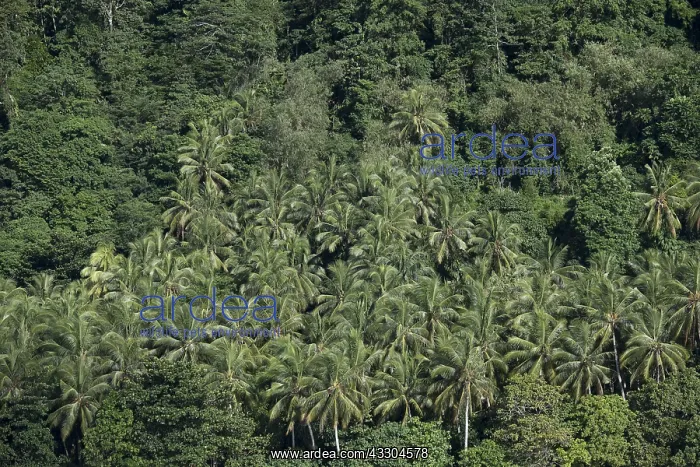 : Island - coconut trees and thick vegetation - Raja : Island - coconut trees and thick vegetation - Raja