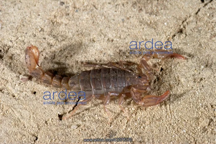 : Island Endemic Scorpion : Island Endemic Scorpion
