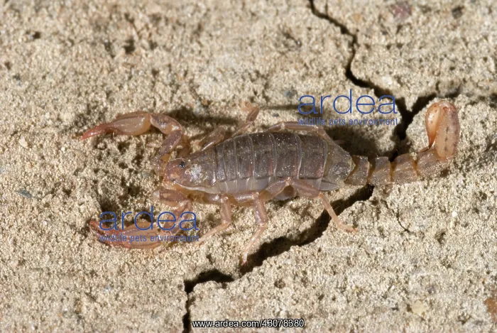 : Island Endemic Scorpion : Island Endemic Scorpion