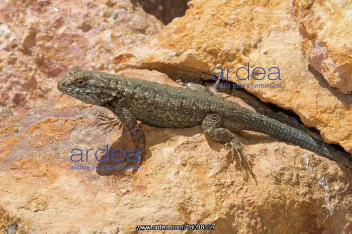 : Island Fence Lizard : Island Fence Lizard