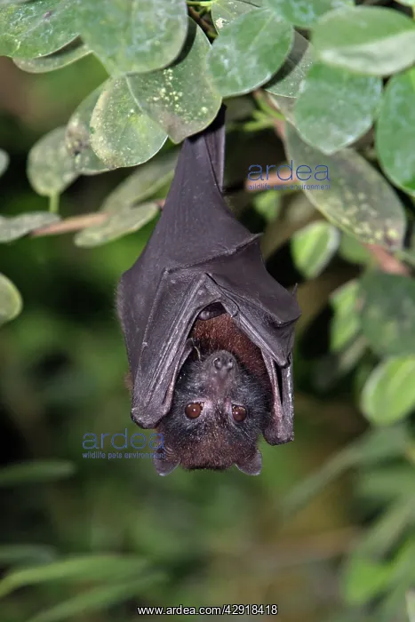 : Island Flying Fox - resting during daytime : Island Flying Fox - resting during daytime