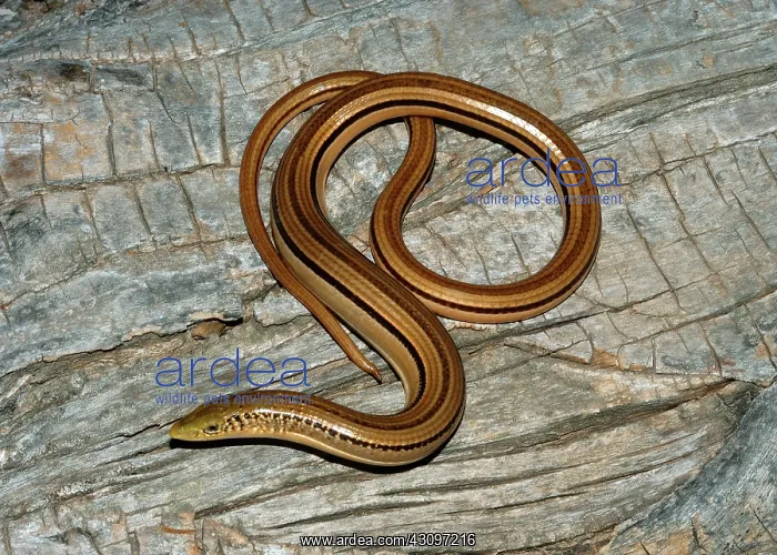 : Island Glass Lizard : Island Glass Lizard