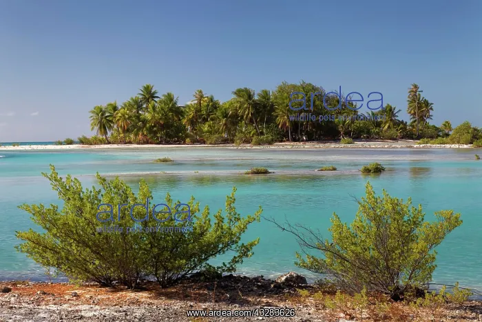 : Island landscape, bush, palm trees, lagoon, Tikehau : Island landscape, bush, palm trees, lagoon, Tikehau