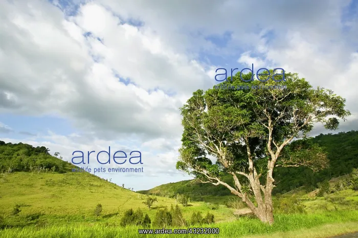 : Island landscape near Boulouparis, New Caledonia : Island landscape near Boulouparis, New Caledonia