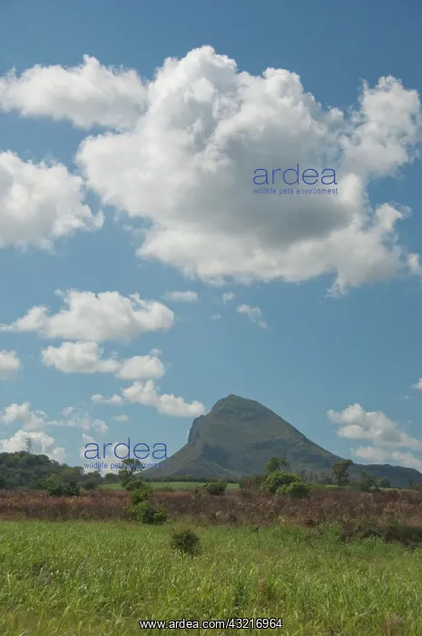 : Island of Mauritius. Rugged volcanic countryside : Island of Mauritius. Rugged volcanic countryside