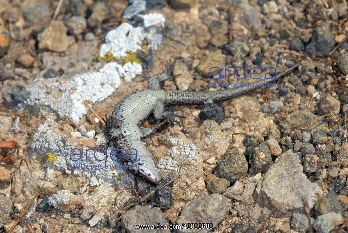 : Island Night Lizard : Island Night Lizard