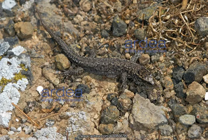 : Island Night Lizard : Island Night Lizard