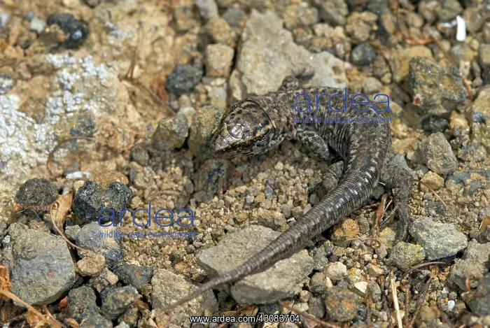 : Island Night Lizard : Island Night Lizard