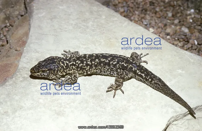 : Island Night Lizard (Xantusia riversiana) : Island Night Lizard (Xantusia riversiana)