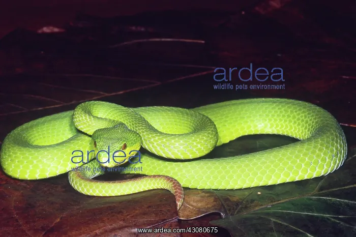 : Island Pit Viper : Island Pit Viper
