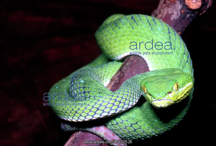 : Island Pit Viper : Island Pit Viper