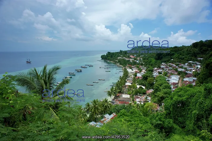 : island of Run - Harbour high angle view : island of Run - Harbour high angle view