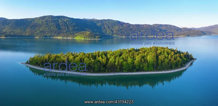 : Island Sassau, Lake Walchensee, near Kochel am See : Island Sassau, Lake Walchensee, near Kochel am See