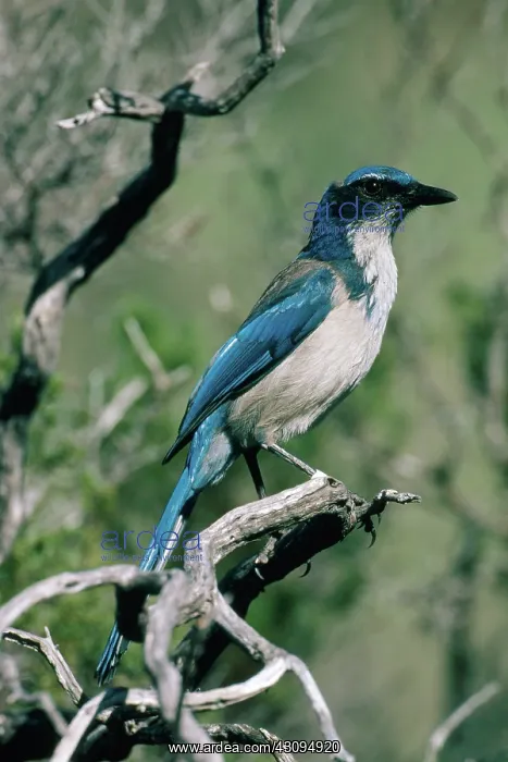 : Island Scrub Jay : Island Scrub Jay