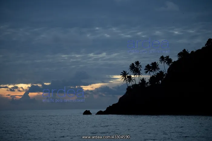 : Island - silhouette at sunset - Raja Ampat, West : Island - silhouette at sunset - Raja Ampat, West