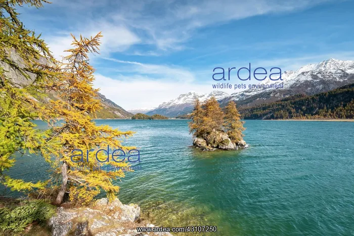 : Island at the Silsersee, discoloured larches in : Island at the Silsersee, discoloured larches in
